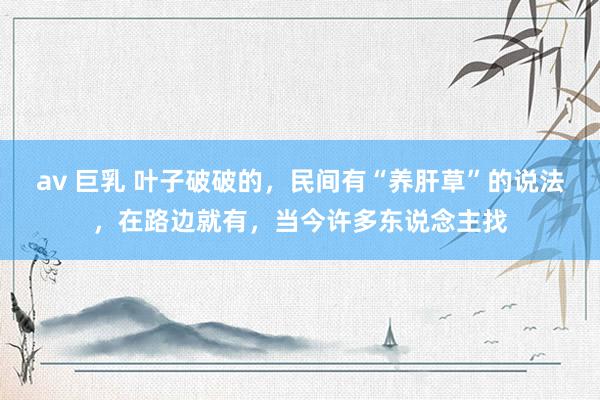av 巨乳 叶子破破的，民间有“养肝草”的说法，在路边就有，当今许多东说念主找
