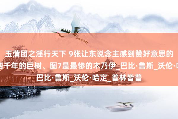 玉蒲团之淫行天下 9张让东说念主感到赞好意思的像片，图3是四千年的巨树、图7是最惨的木乃伊_巴比·鲁斯_沃伦·哈定_普林皆普